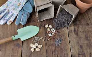 Как повысить всхожесть семян и вырастить крепкую рассаду