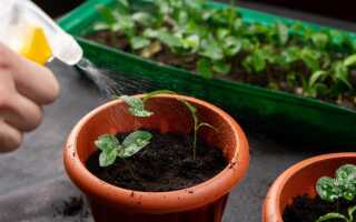 Как правильно поливать рассаду?