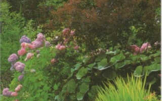 Выращивание теневыносливых растений для сада — создаем уютный уголок