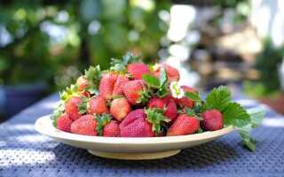 Моя сладкая земляника — лесная и садовая