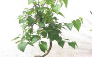 Береза для бонсай — преимущества культуры и правила посадки