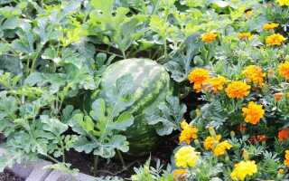 Что полезно высаживать рядом с арбузом и дыней?