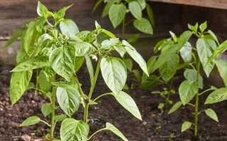 Выращиваем перец. Правильные подкормки с первых дней и весь сезон