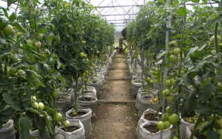 Выращивание в теплице круглый год — советы, нюансы и методы
