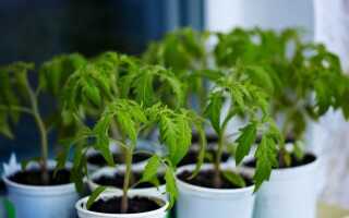 Что не забыть сделать в марте садоводу?