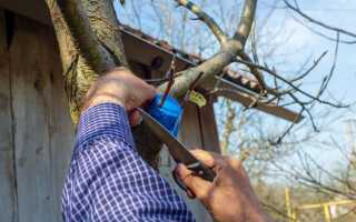 Готовимся к весенним прививкам