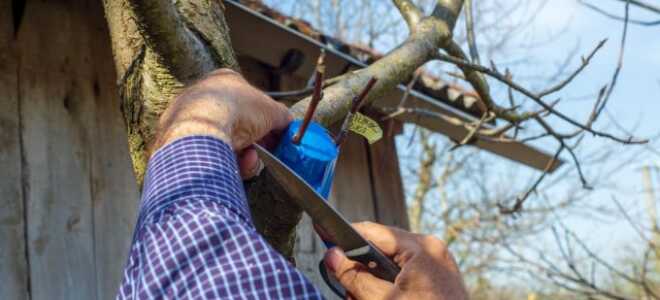 Готовимся к весенним прививкам