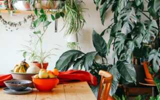 7 неприхотливых лиан, или Мои самые неубиваемые комнатные растения