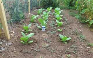 Табак крылатый для декоративного оформления садового участка