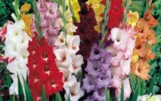 Хранение гладиолусов после выкопки: как сохранить луковицы до весны