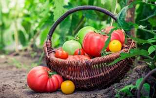 Идеальный сорт томата — как найти?