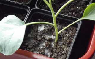 Плесень в цветочных горшках — что делать, чтобы быстро от нее избавиться