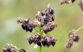 Выращивание гречихи как бизнес — техника для работы и популярные сорта для посадки