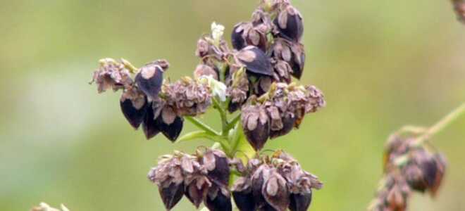 Выращивание гречихи как бизнес — техника для работы и популярные сорта для посадки