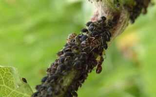 Применение нашатырного спирта в саду и огороде — как собрать богатый урожай