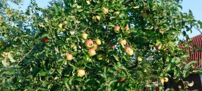 Карликовые яблони в моём саду — сорта и особенности выращивания