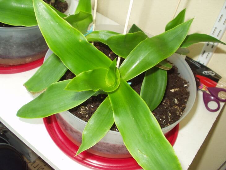 Выращивание золотого уса