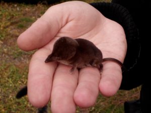 Лат. Talpa europaea Лат. Talpa europaea