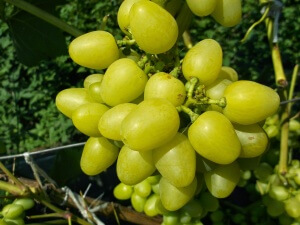 Лучше всего для посадки выбирайте солнечную сторону