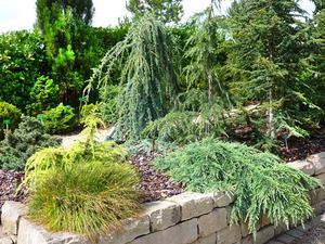 Идея создания хвойной композиции