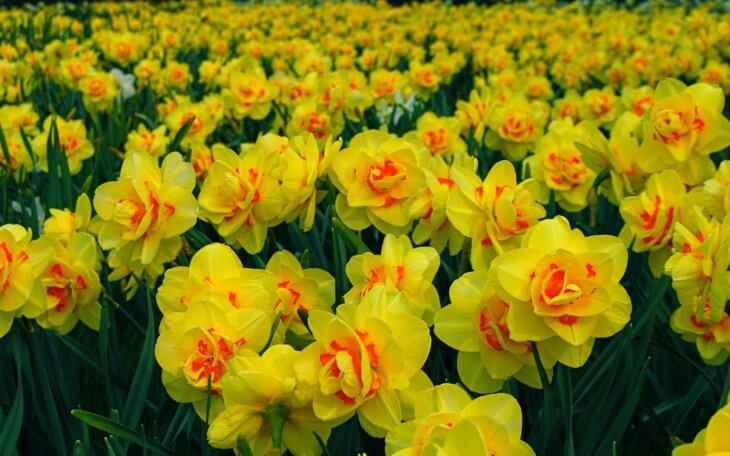 Лат. Narcissus
