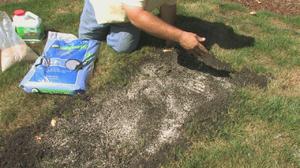 Трава вытесняющая сорняки