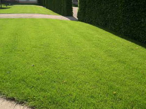 Как сделать подкормку почвы