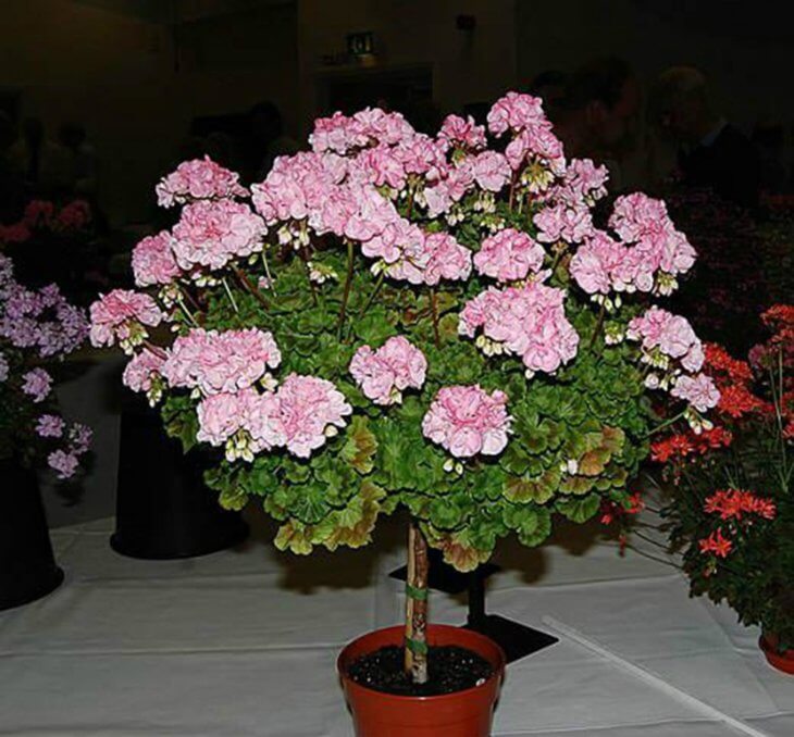 Лат. Geranium