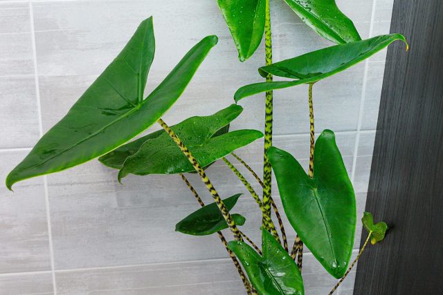Алоказия зебрина (Alocasia zebrina)