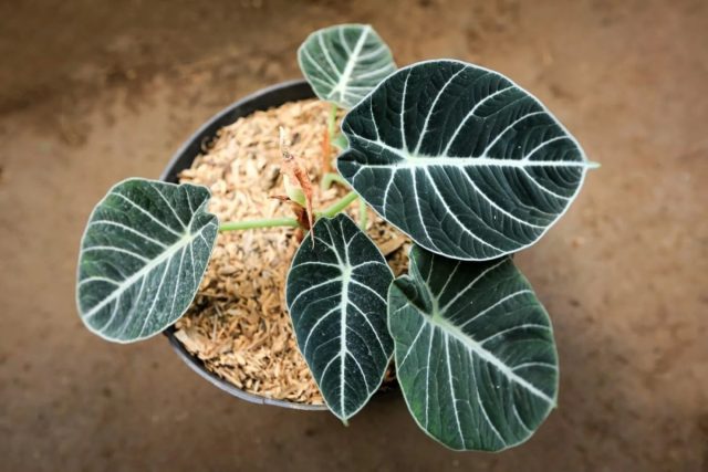 Алоказия реджинула «Блэк Вельвет» (Alocasia reginula 'Black Velvet')