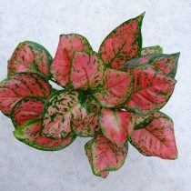 Сорт аглаонемы «Анимани Пинк» (Aglaonema 'Unyamanee Pink')