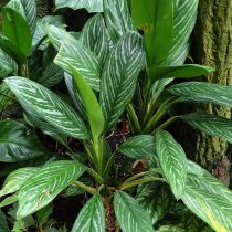 Аглаонема блестящая (Aglaonema nitidum)