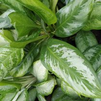 Аглаонема кудрявая (Aglaonema roebelinii)