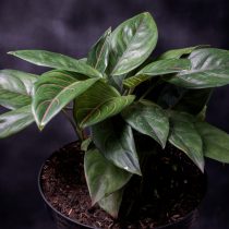 Аглаонема округлая (Aglaonema rotundum)