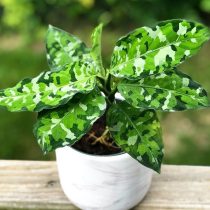 Аглаонема расписная (Aglaonema pictum)