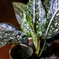 Аглаонема ребристая (Aglaonema costatum)