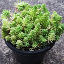 Аихризон очитколистный (Aichryson sedifolium)