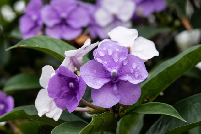 Брунфельсия (Brunfelsia) Брунфельсия (Brunfelsia)