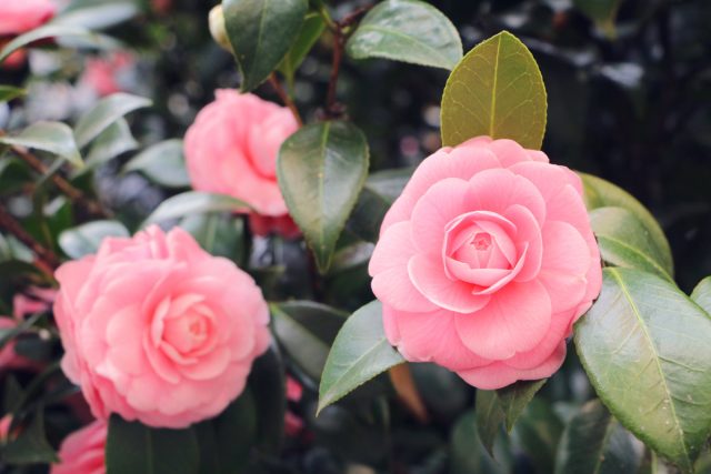 Камелия (Camellia) Камелия (Camellia)
