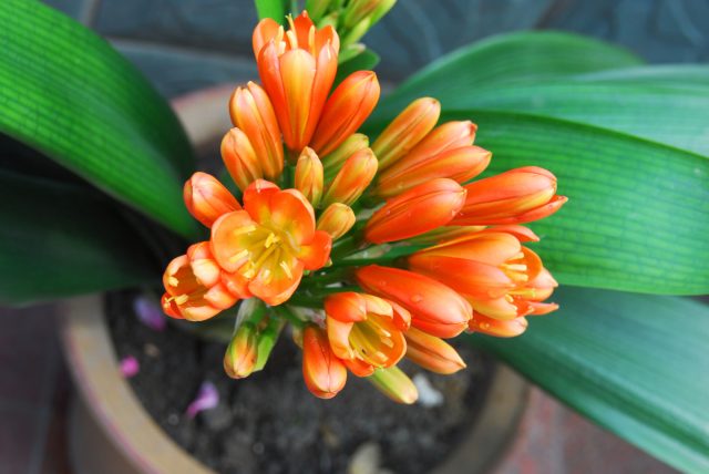 Кливия (Clivia) Кливия (Clivia)
