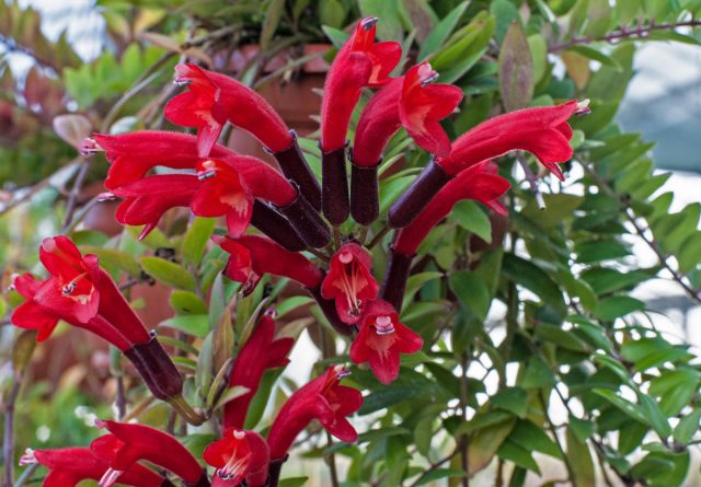 Колумнея (Columnea) Колумнея (Columnea)