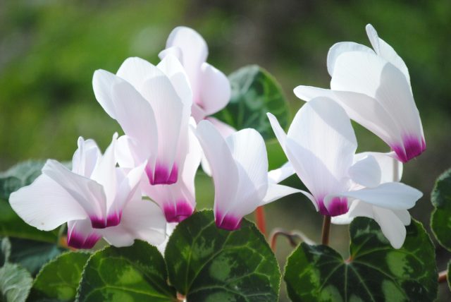 Цикламен (Cyclamen) Цикламен (Cyclamen)