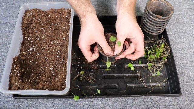 Размножить дихондру можно и вегетативным способом, заготовив посадочного материала после очередной обрезки. Черенки укореняют в воде или сразу в субстрате, который должен быть постоянно влажным. Размножить дихондру можно и вегетативным способом, заготовив посадочного материала после очередной обрезки. Черенки укореняют в воде или сразу в субстрате, который должен быть постоянно влажным.