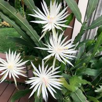 Эпифиллум Хукера (Epiphyllum hookeri)