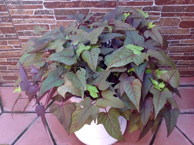 Декоративный батат (Ipomoea batatas)