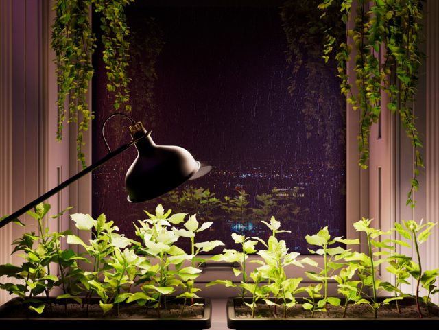 Как помочь саженцам и комнатным растениям, когда им не хватает света? Как помочь саженцам и комнатным растениям, когда им не хватает света?