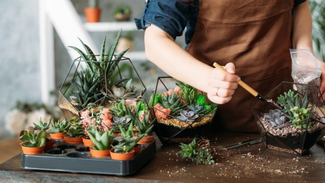 Какие суккуленты купить для флорариума?