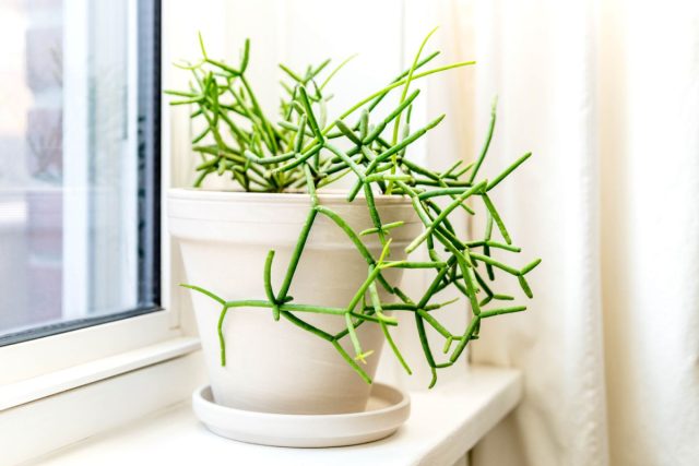 Рипсалис (Mistletoe Cactus / Rhipsalis) Рипсалис (Mistletoe Cactus / Rhipsalis)