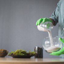 Для флорариума лучше всего подходит стеклянная баночка, аквариумная емкость или террариум