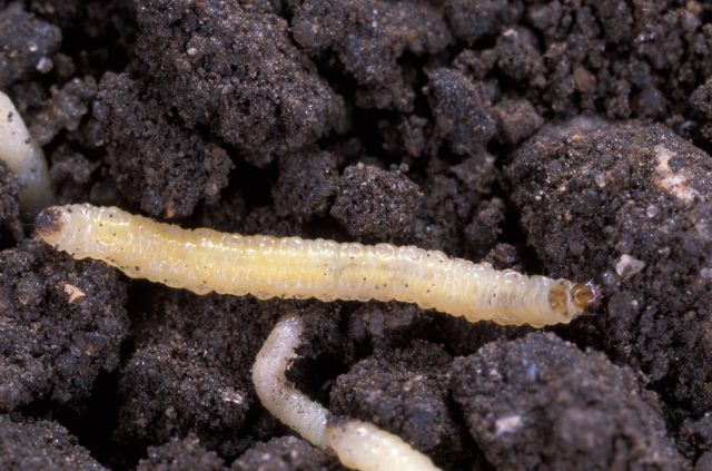 Личинка жуков (Larva)